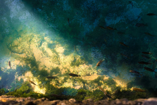 Unlocking the Hidden Treasures: Exploring the Nutritional Value of Sea Moss