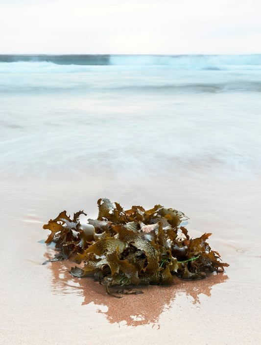 Unlocking the Potential: Sea Moss and Athletic Performance