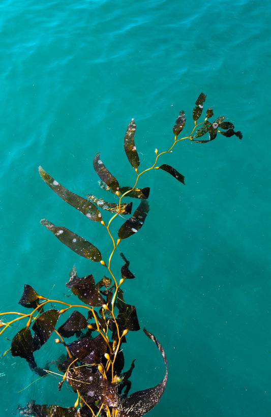 Unlocking the Power of Sea Moss: Nature's Multivitamin