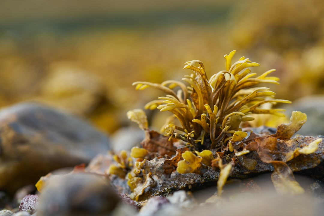 Unlocking the Potential of Sea Moss: The Vegan Superfood You Need