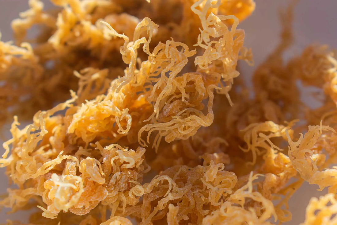 What Does Sea Moss Taste Like
